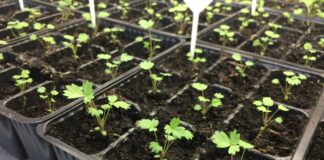 Як правильно сіяти полуницю на розсаду
