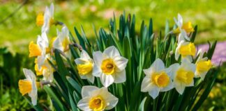 Садівники пояснили, для чого нарцисам потрібна обрізка та підкормка