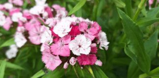 Турецька гвоздика: посадка і догляд