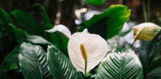 Які рослини посадити вдома для очищення повітря 