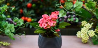 Чому не можна дарувати квіти у горщиках