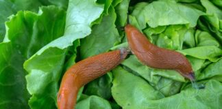 Городник розповів, як гуманно прогнати слимаків з ділянки