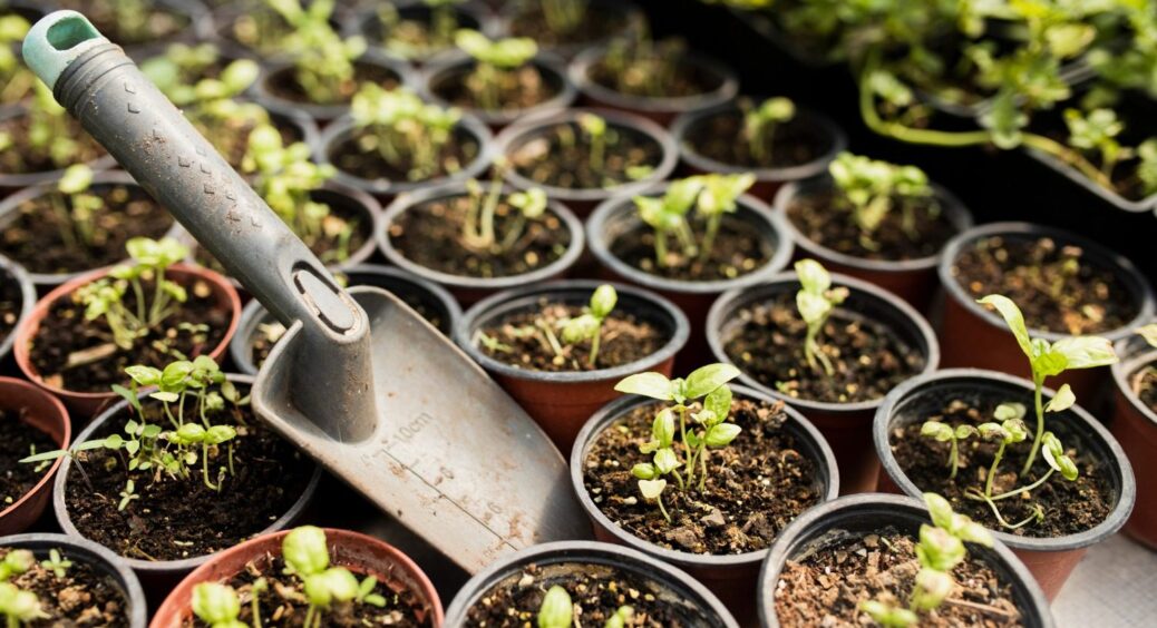 Що посіяти в лютому? Поради для нетерплячих садівників-новачків, які прагнуть багатого врожаю 