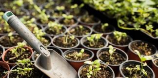 Ці рослини можна сіяти в лютому