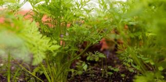 Посадіть ці рослини в затінку і отримаєте чудовий врожай