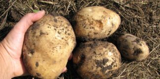 найкращий сорт картоплі: поради городників 