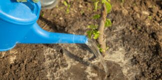 Рецепт універсального добрива