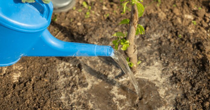 Рецепт універсального добрива