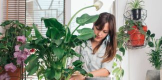 Квітникарі пояснили, як рослини впливають на атмосферу в домі