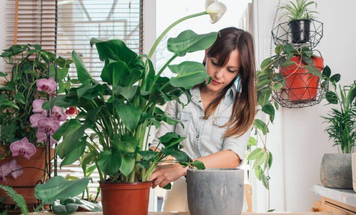 Як доглядати за кімнатними рослинами