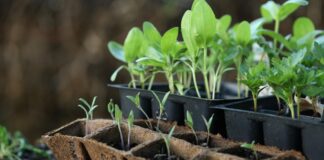 Городники поділилися рецептом добрива для розсади помідорів та кабачків