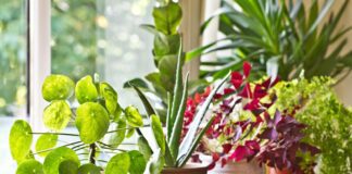 Добриво для домашніх рослин