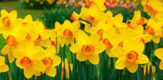 Експерти розповіли секрети вирощування нарцисів у саду