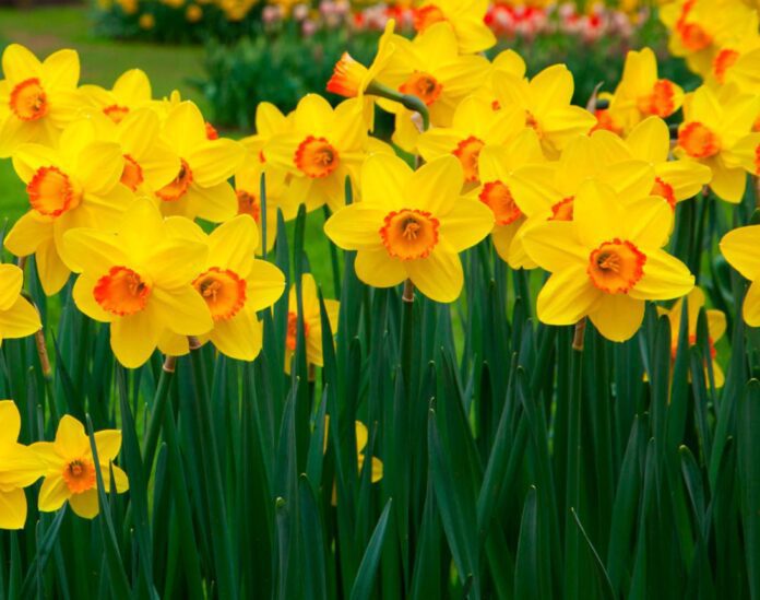 Експерти розповіли секрети вирощування нарцисів у саду