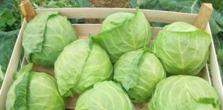 Найгірше добриво для капусти