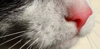 Яким має бути ніс здорового кота