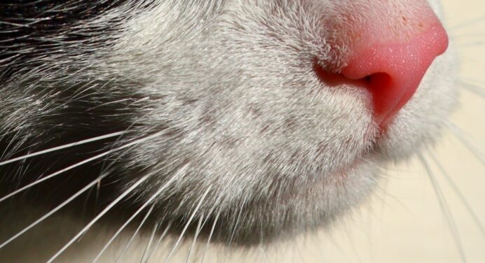 Який ніс повинен бути у вашого кота – мокрий чи сухий, гарячий чи холодний? Ветеринар відповів на запитання 