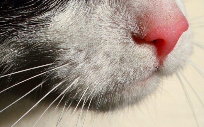 Яким має бути ніс здорового кота