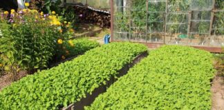 Городники порадили рослини, які варто посадити на городі