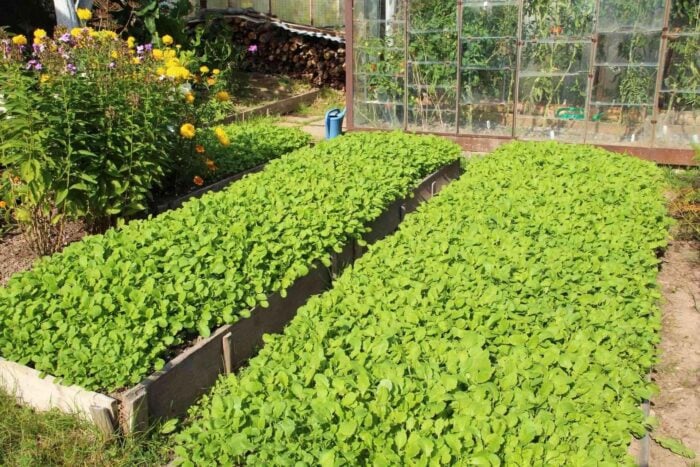 Названо найкращі сидерати для городу, які легко замінять добриво та підживлять ґрунт вітамінами
