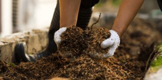 Експерти розповіли, чому не слід застосовувати тирсу на городі