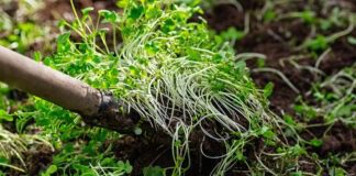 Які сидерати посіяти навесні