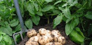 Як правильно вирощувати картоплю