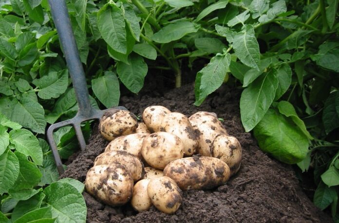 Як правильно вирощувати картоплю