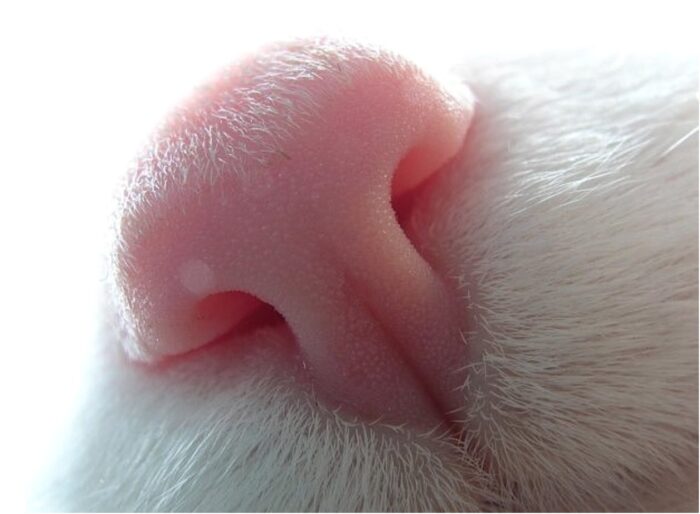 Експерти розповіли, яким має бути ніс у здорового кота, якого нічого не турбує – відповідь ветеринара