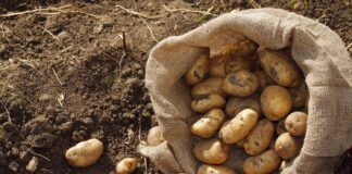 Найкраще добриво для картоплі, після якого миттєвий врожай