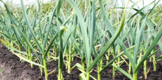 Чим удобрити часник, якщо пожовтіло листя