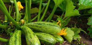 Городник розповів, як правильно видаляти листя на кабачках