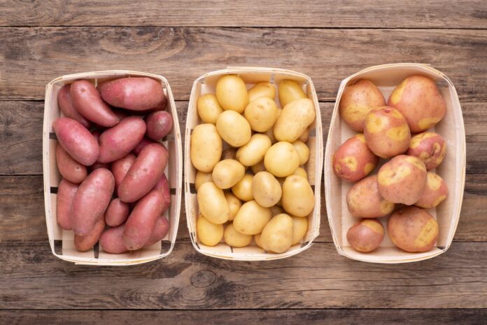 Дачники розповіли, як правильно зберігати картоплю в погребі 