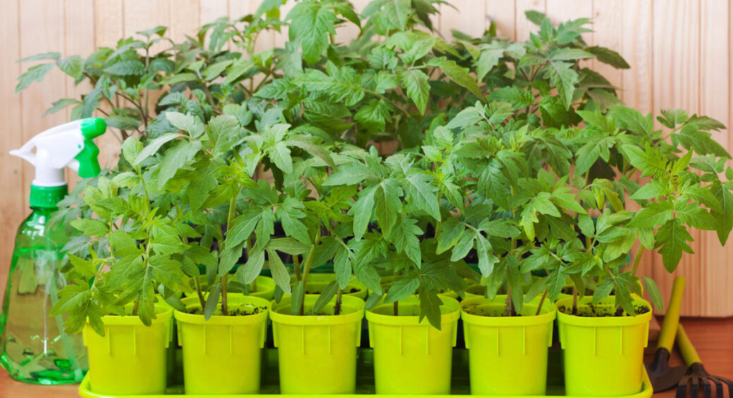 Не міф, а реальність: показую, як виростити розсаду помідорів за 22 дні. Буде міцна, здорова і врожайна 