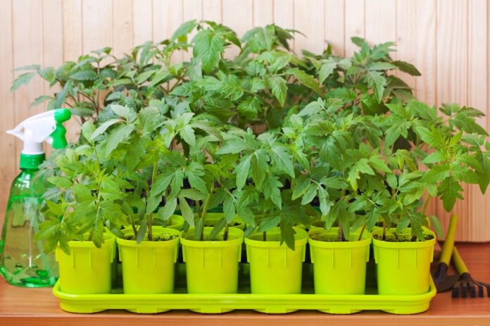 Експерти розповіли про основні правила та поради щодо посіву помідорів на розсаду в домашніх умовах