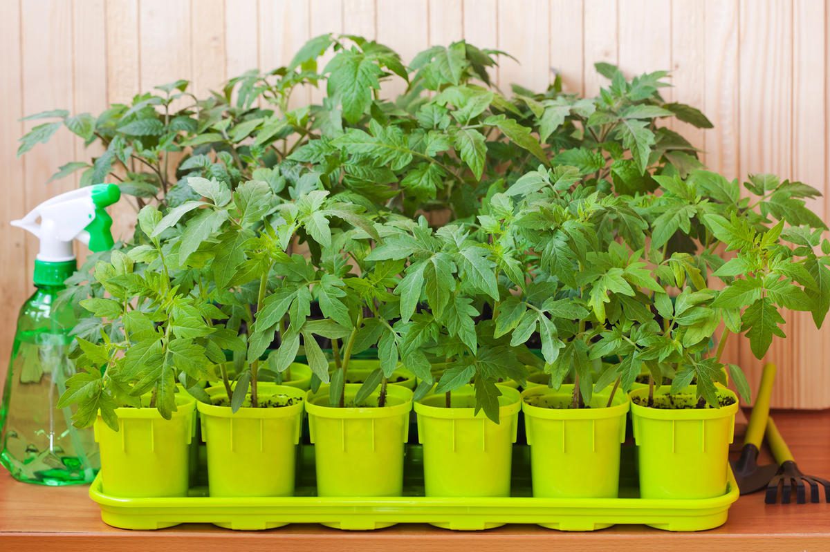 Експерти розповіли про основні правила та поради щодо посіву помідорів на розсаду в домашніх умовах