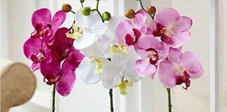 Квітникар розповів, чим простимулювати орхідею до цвітіння 