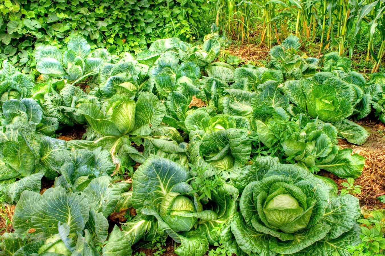 Експерти назвали 5 найкращих сортів капусти для вирощування