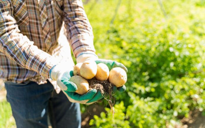 Городні експерти розповіли про головні правила вибору та найкращий сорт картоплі для посадки