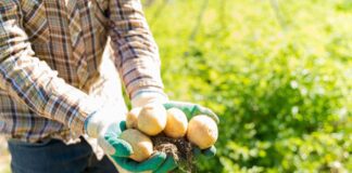 Що робити, якщо посівна картопля проростає до посадки