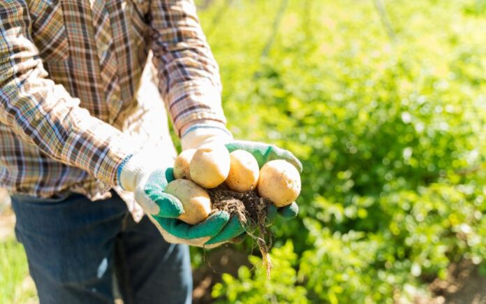 Що робити, якщо посівна картопля проростає до посадки Що робити, якщо посівна картопля проростає до посадки