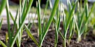 Експерти розповіли, які культури найкраще садити з часником