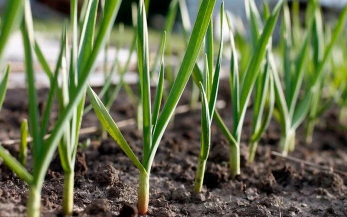 Експерти розповіли, які культури найкраще садити з часником Експерти розповіли, які культури найкраще садити з часником