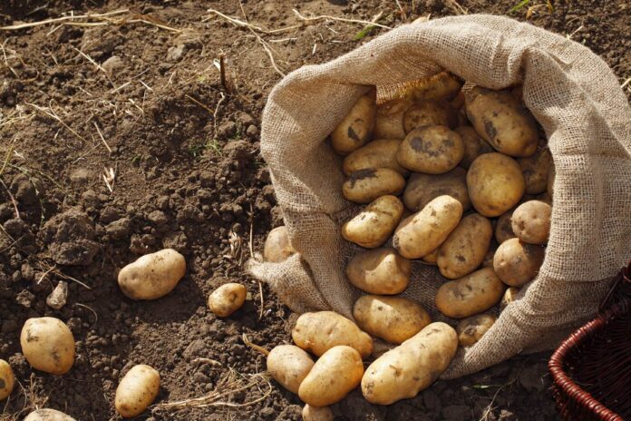 Як правильно вирощувати картоплю на городі