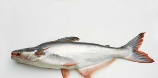 Яку рибу не варто вживати у їжу
