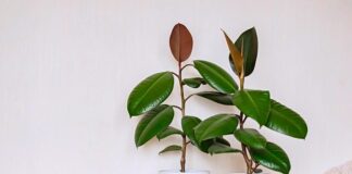 Садівники порадили якісне підживлення для фікусу