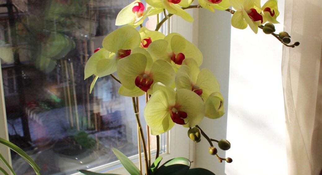 Усе життя робила це неправильно: орхідеї поливайте тільки таким простим способом, бо не розпустяться 