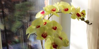 Експерти розповіли про найкращий полив для орхідей, який допоможе їм швидко пустити квіти