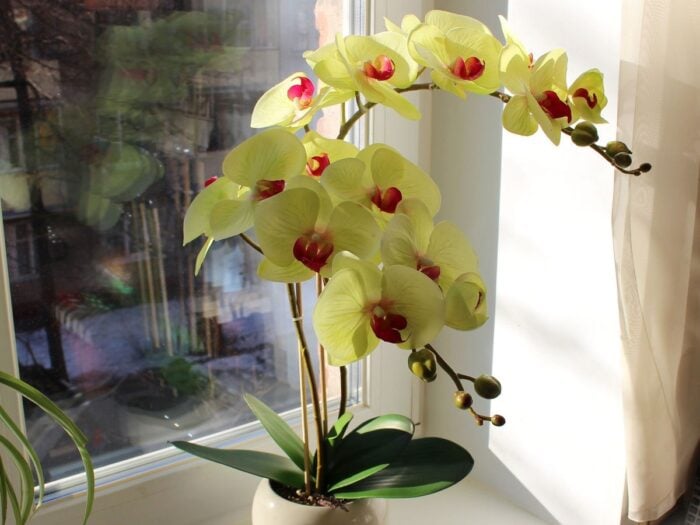 Експерти розповіли про найкращий полив для орхідей, який допоможе їм швидко пустити квіти