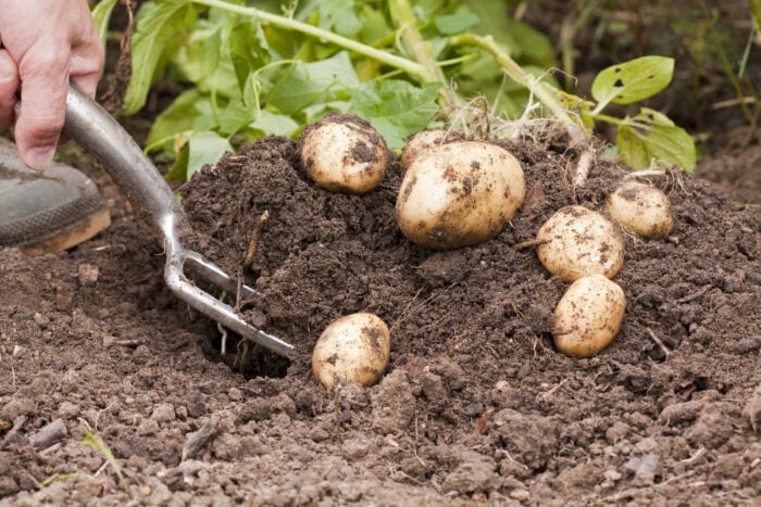 Експерти розповіли про голландську технологію вирощування картоплі, щоб отримати щедрий врожай